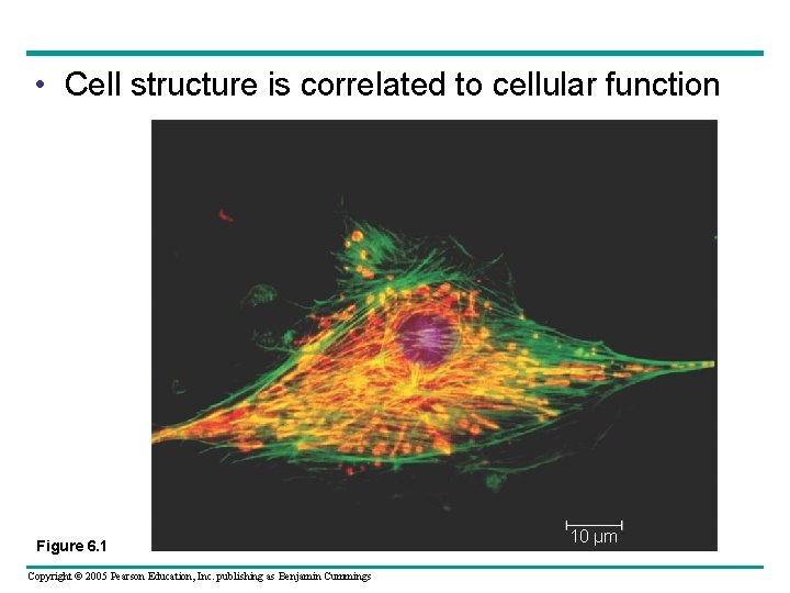 • Cell structure is correlated to cellular function Figure 6. 1 Copyright © • Cell structure is correlated to cellular function Figure 6. 1 Copyright ©