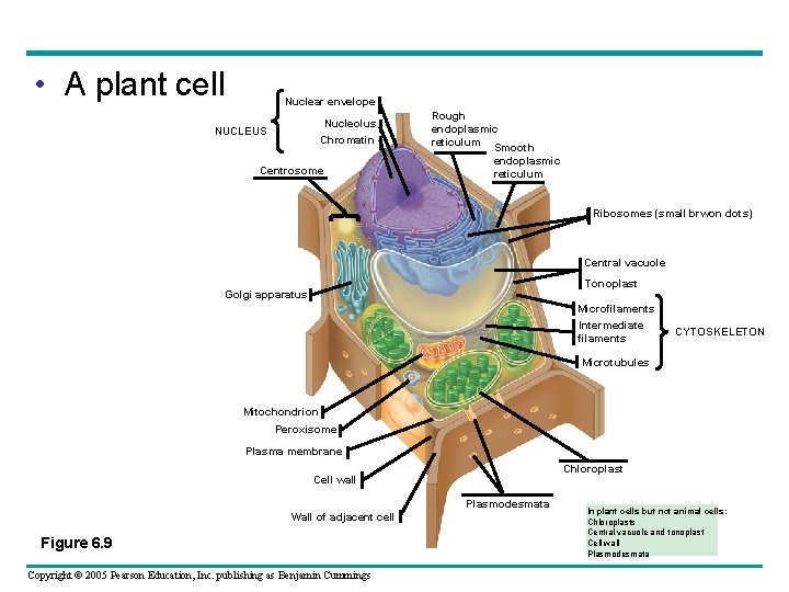 • A plant cell Nuclear envelope Nucleolus Chromatin NUCLEUS Centrosome Rough endoplasmic reticulum • A plant cell Nuclear envelope Nucleolus Chromatin NUCLEUS Centrosome Rough endoplasmic reticulum