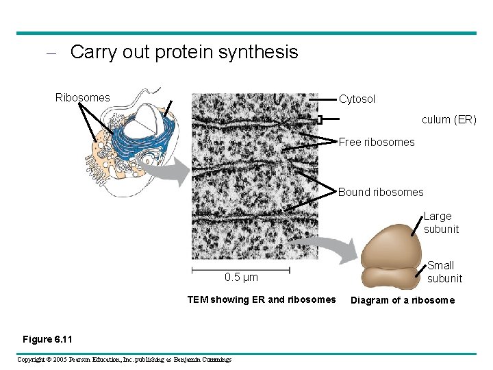 – Carry out protein synthesis Ribosomes ER Cytosol Endoplasmic reticulum (ER) Free ribosomes Bound – Carry out protein synthesis Ribosomes ER Cytosol Endoplasmic reticulum (ER) Free ribosomes Bound