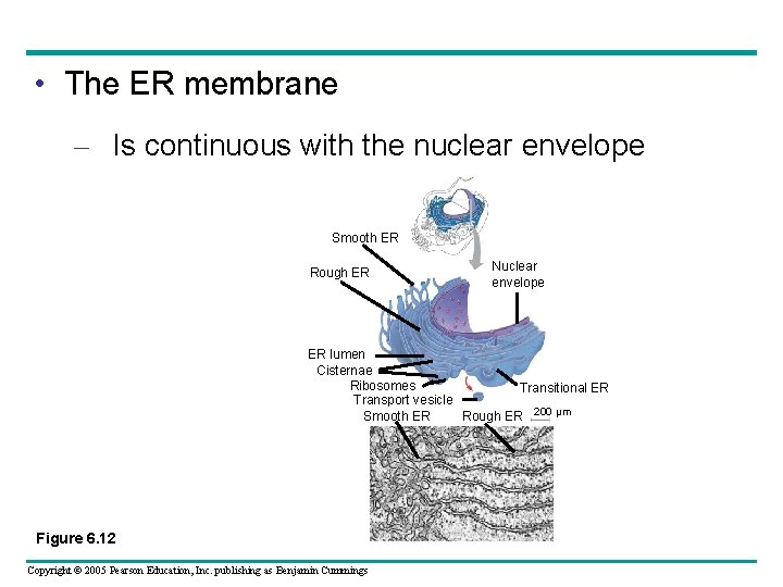 • The ER membrane – Is continuous with the nuclear envelope Smooth ER • The ER membrane – Is continuous with the nuclear envelope Smooth ER