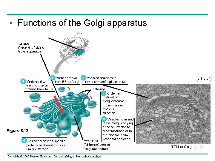 • Functions of the Golgi apparatus cis face (“receiving” side of Golgi apparatus) • Functions of the Golgi apparatus cis face (“receiving” side of Golgi apparatus)