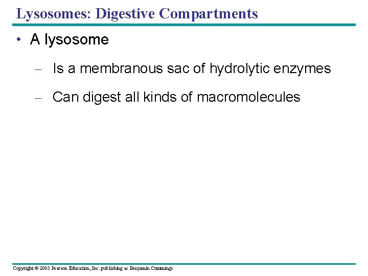 Lysosomes: Digestive Compartments • A lysosome – Is a membranous sac of hydrolytic enzymes Lysosomes: Digestive Compartments • A lysosome – Is a membranous sac of hydrolytic enzymes