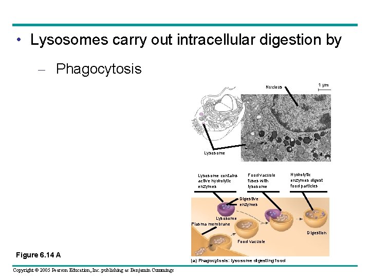 • Lysosomes carry out intracellular digestion by – Phagocytosis Nucleus 1 µm Lysosome • Lysosomes carry out intracellular digestion by – Phagocytosis Nucleus 1 µm Lysosome