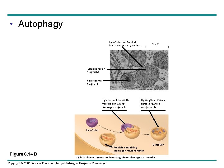 • Autophagy Lysosome containing two damaged organelles 1 µ m Mitochondrion fragment Peroxisome • Autophagy Lysosome containing two damaged organelles 1 µ m Mitochondrion fragment Peroxisome