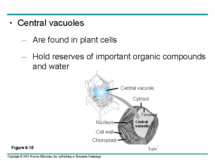 • Central vacuoles – Are found in plant cells – Hold reserves of • Central vacuoles – Are found in plant cells – Hold reserves of