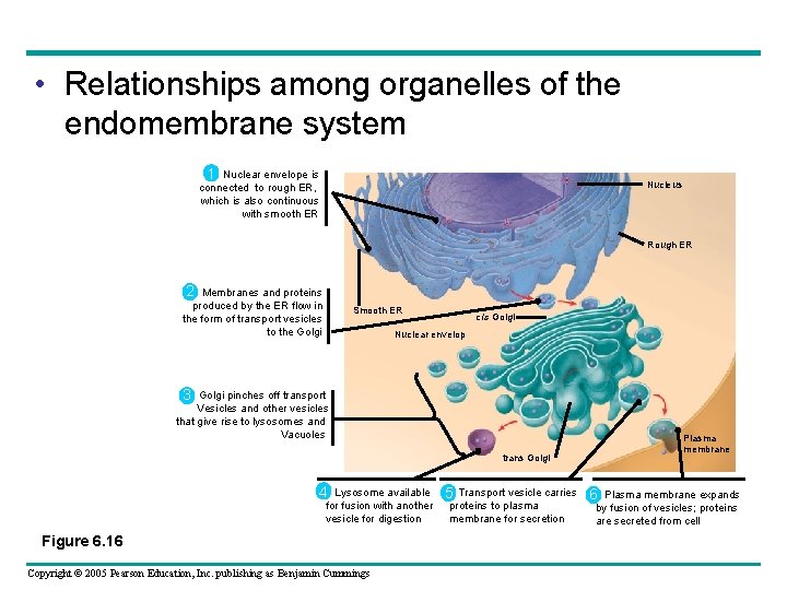 • Relationships among organelles of the endomembrane system 1 Nuclear envelope is connected • Relationships among organelles of the endomembrane system 1 Nuclear envelope is connected