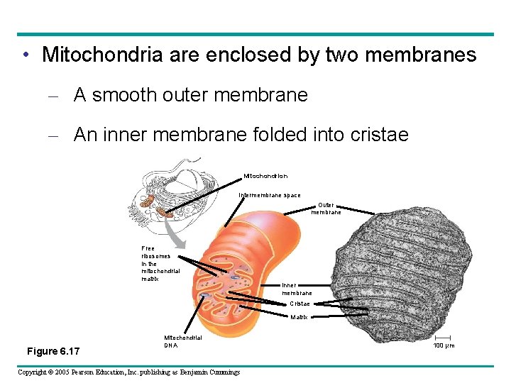 • Mitochondria are enclosed by two membranes – A smooth outer membrane – • Mitochondria are enclosed by two membranes – A smooth outer membrane –