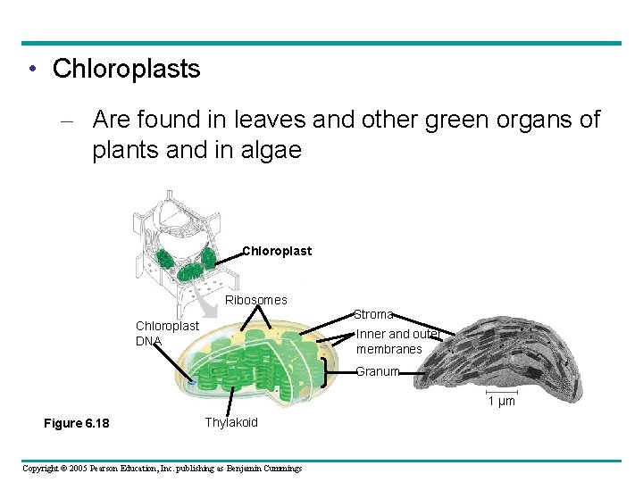 • Chloroplasts – Are found in leaves and other green organs of plants • Chloroplasts – Are found in leaves and other green organs of plants