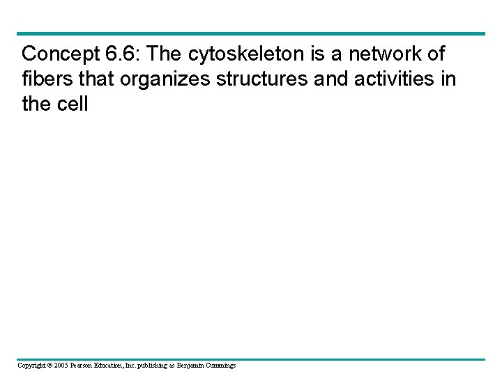 Concept 6. 6: The cytoskeleton is a network of fibers that organizes structures and Concept 6. 6: The cytoskeleton is a network of fibers that organizes structures and