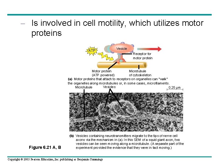 – Is involved in cell motility, which utilizes motor proteins ATP Vesicle Receptor for – Is involved in cell motility, which utilizes motor proteins ATP Vesicle Receptor for
