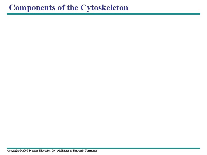 Components of the Cytoskeleton Copyright © 2005 Pearson Education, Inc. publishing as Benjamin Cummings Components of the Cytoskeleton Copyright © 2005 Pearson Education, Inc. publishing as Benjamin Cummings