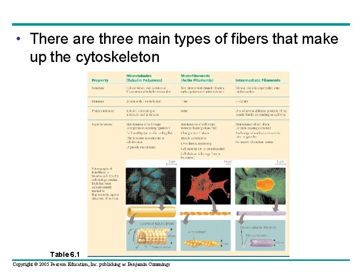 • There are three main types of fibers that make up the cytoskeleton • There are three main types of fibers that make up the cytoskeleton