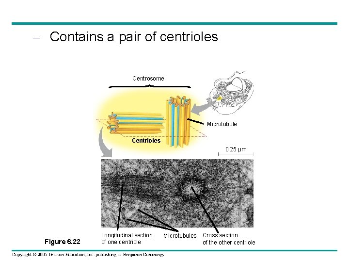 – Contains a pair of centrioles Centrosome Microtubule Centrioles 0. 25 µm Figure 6. – Contains a pair of centrioles Centrosome Microtubule Centrioles 0. 25 µm Figure 6.