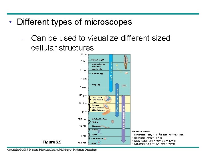 Unaided eye • Different types of microscopes – Can be used to visualize different Unaided eye • Different types of microscopes – Can be used to visualize different