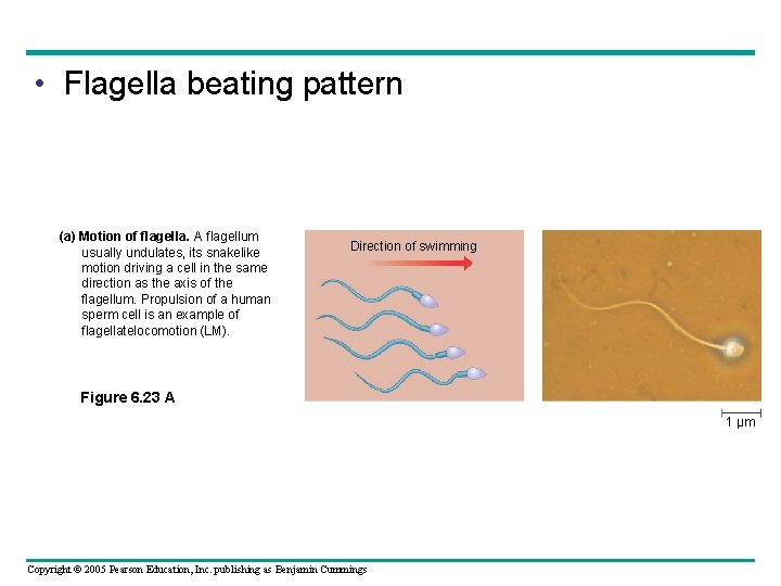 • Flagella beating pattern (a) Motion of flagella. A flagellum usually undulates, its • Flagella beating pattern (a) Motion of flagella. A flagellum usually undulates, its