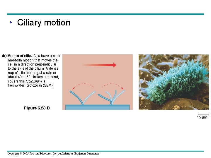 • Ciliary motion (b) Motion of cilia. Cilia have a back and-forth motion • Ciliary motion (b) Motion of cilia. Cilia have a back and-forth motion