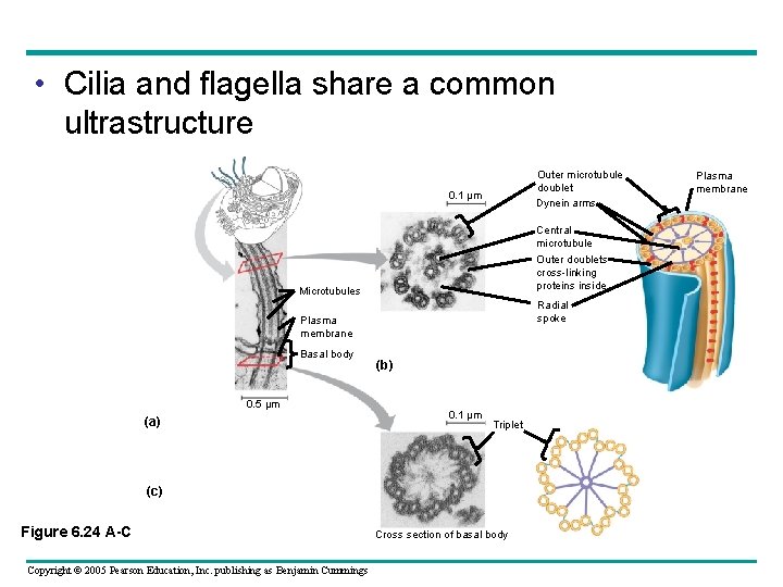 • Cilia and flagella share a common ultrastructure Outer microtubule doublet Dynein arms • Cilia and flagella share a common ultrastructure Outer microtubule doublet Dynein arms