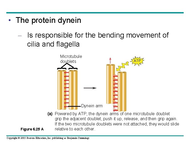 • The protein dynein – Is responsible for the bending movement of cilia • The protein dynein – Is responsible for the bending movement of cilia