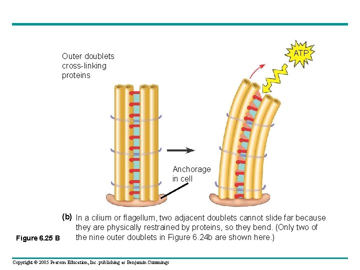 ATP Outer doublets cross-linking proteins Anchorage in cell (b) In a cilium or flagellum, ATP Outer doublets cross-linking proteins Anchorage in cell (b) In a cilium or flagellum,