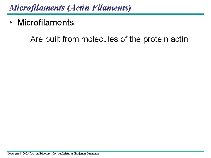 Microfilaments (Actin Filaments) • Microfilaments – Are built from molecules of the protein actin Microfilaments (Actin Filaments) • Microfilaments – Are built from molecules of the protein actin