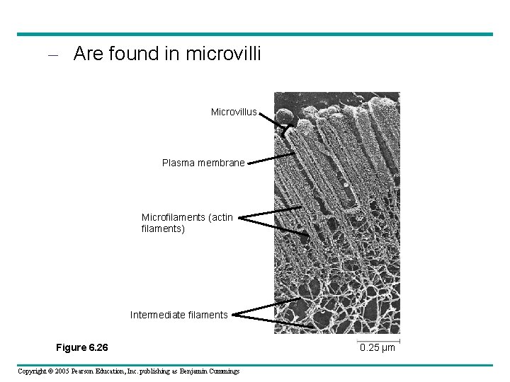 – Are found in microvilli Microvillus Plasma membrane Microfilaments (actin filaments) Intermediate filaments Figure – Are found in microvilli Microvillus Plasma membrane Microfilaments (actin filaments) Intermediate filaments Figure