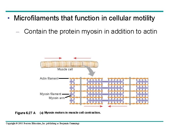 • Microfilaments that function in cellular motility – Contain the protein myosin in • Microfilaments that function in cellular motility – Contain the protein myosin in