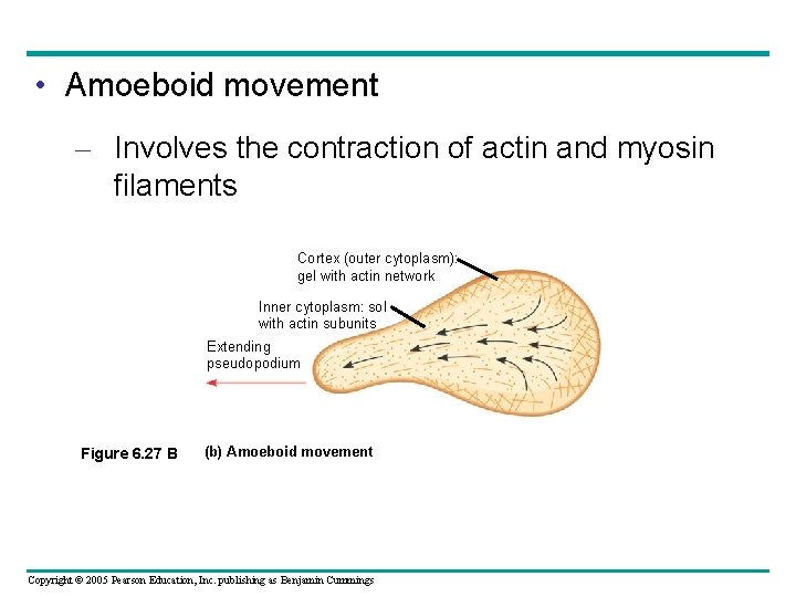 • Amoeboid movement – Involves the contraction of actin and myosin filaments Cortex • Amoeboid movement – Involves the contraction of actin and myosin filaments Cortex