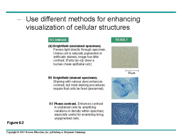 – Use different methods for enhancing visualization of cellular structures TECHNIQUE RESULT (a) Brightfield – Use different methods for enhancing visualization of cellular structures TECHNIQUE RESULT (a) Brightfield