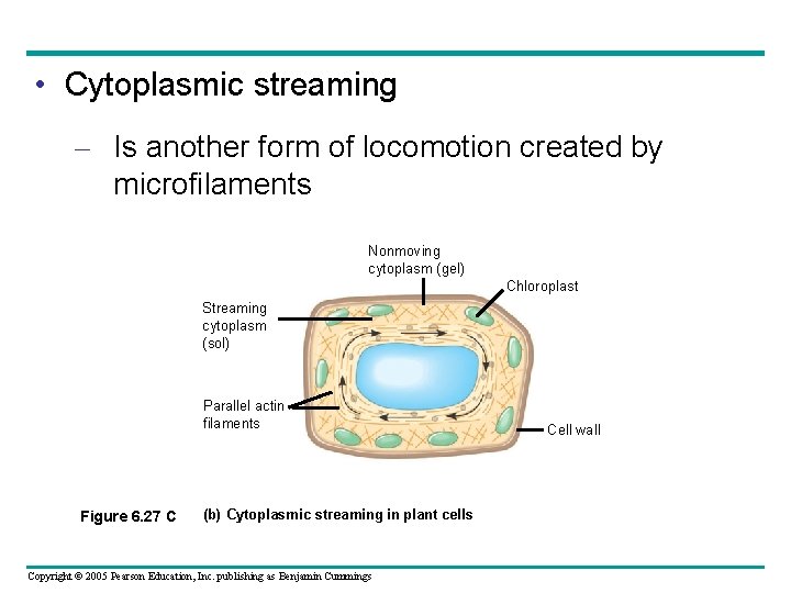 • Cytoplasmic streaming – Is another form of locomotion created by microfilaments Nonmoving • Cytoplasmic streaming – Is another form of locomotion created by microfilaments Nonmoving