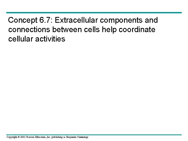 Concept 6. 7: Extracellular components and connections between cells help coordinate cellular activities Copyright Concept 6. 7: Extracellular components and connections between cells help coordinate cellular activities Copyright