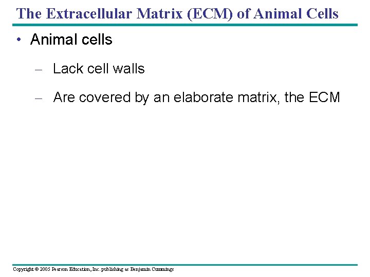 The Extracellular Matrix (ECM) of Animal Cells • Animal cells – Lack cell walls The Extracellular Matrix (ECM) of Animal Cells • Animal cells – Lack cell walls