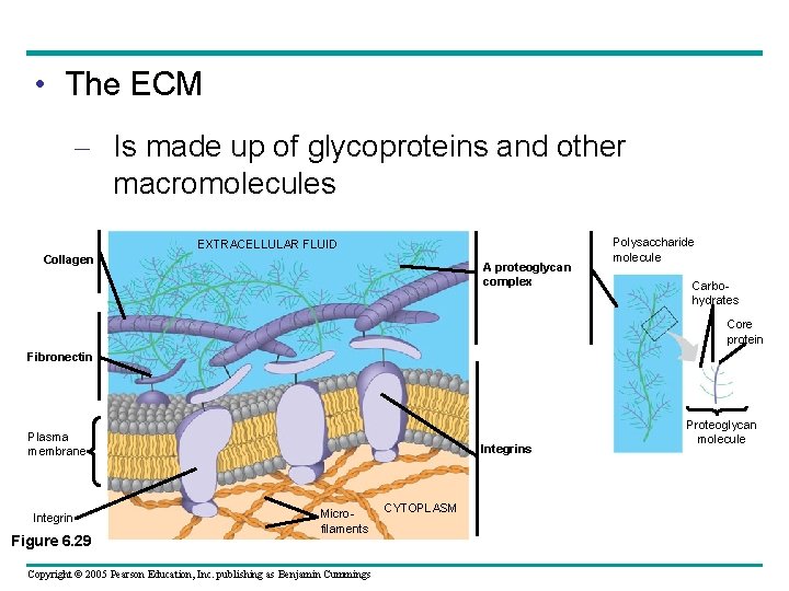 • The ECM – Is made up of glycoproteins and other macromolecules EXTRACELLULAR • The ECM – Is made up of glycoproteins and other macromolecules EXTRACELLULAR