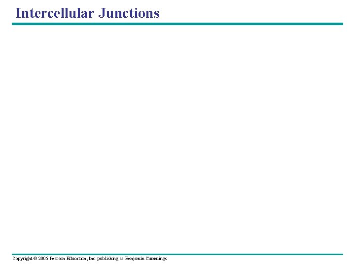 Intercellular Junctions Copyright © 2005 Pearson Education, Inc. publishing as Benjamin Cummings Intercellular Junctions Copyright © 2005 Pearson Education, Inc. publishing as Benjamin Cummings