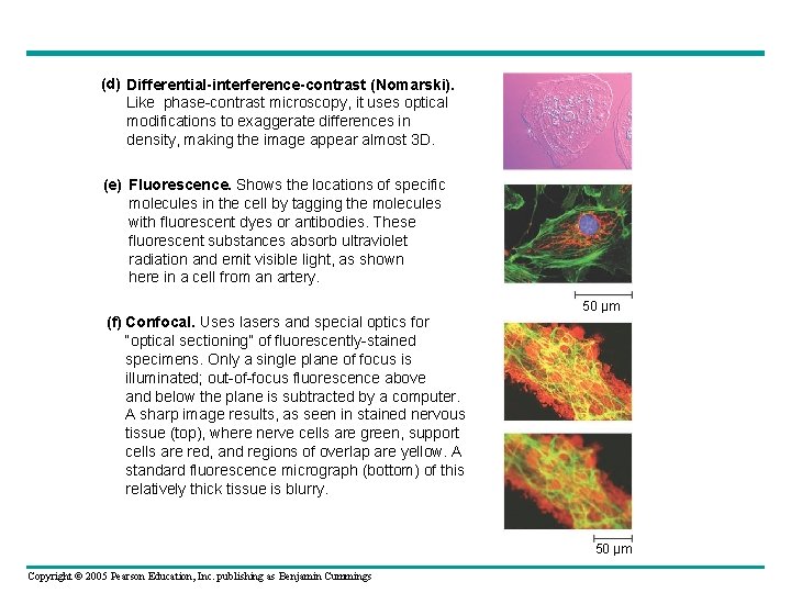(d) Differential-interference-contrast (Nomarski). Like phase-contrast microscopy, it uses optical modifications to exaggerate differences in (d) Differential-interference-contrast (Nomarski). Like phase-contrast microscopy, it uses optical modifications to exaggerate differences in