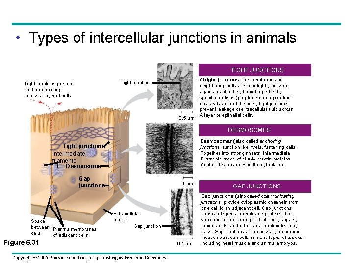 • Types of intercellular junctions in animals TIGHT JUNCTIONS Tight junctions prevent fluid • Types of intercellular junctions in animals TIGHT JUNCTIONS Tight junctions prevent fluid