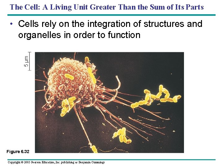The Cell: A Living Unit Greater Than the Sum of Its Parts 5 µm The Cell: A Living Unit Greater Than the Sum of Its Parts 5 µm