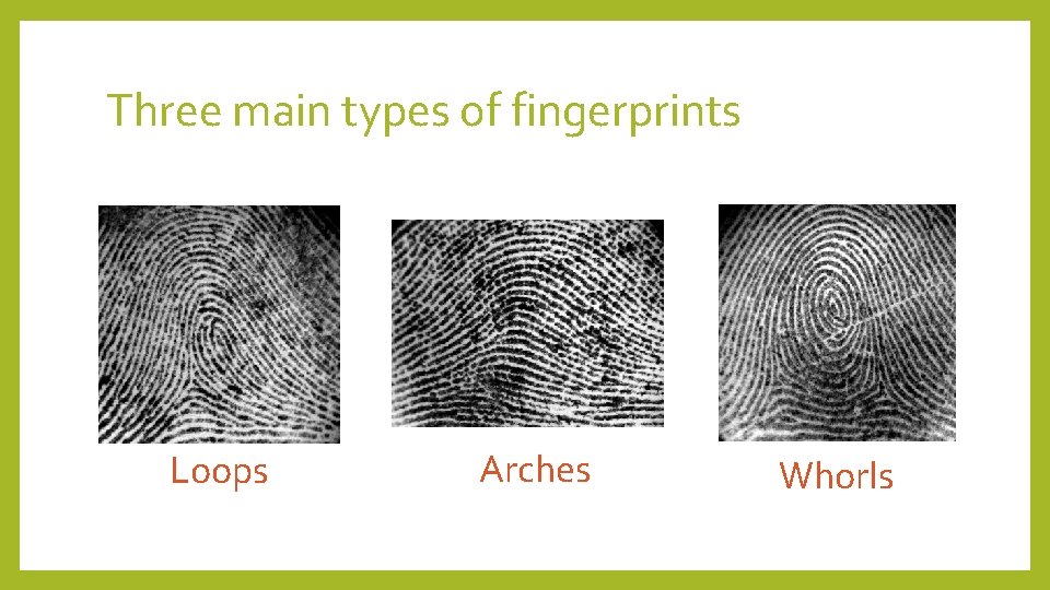 Three main types of fingerprints Loops Arches Whorls 