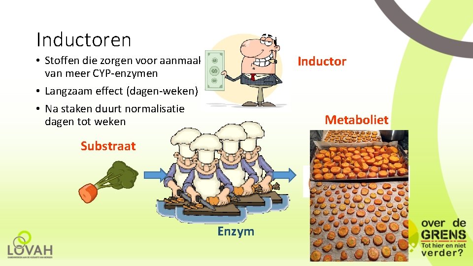 Inductoren Inductor • Stoffen die zorgen voor aanmaak van meer CYP-enzymen • Langzaam effect