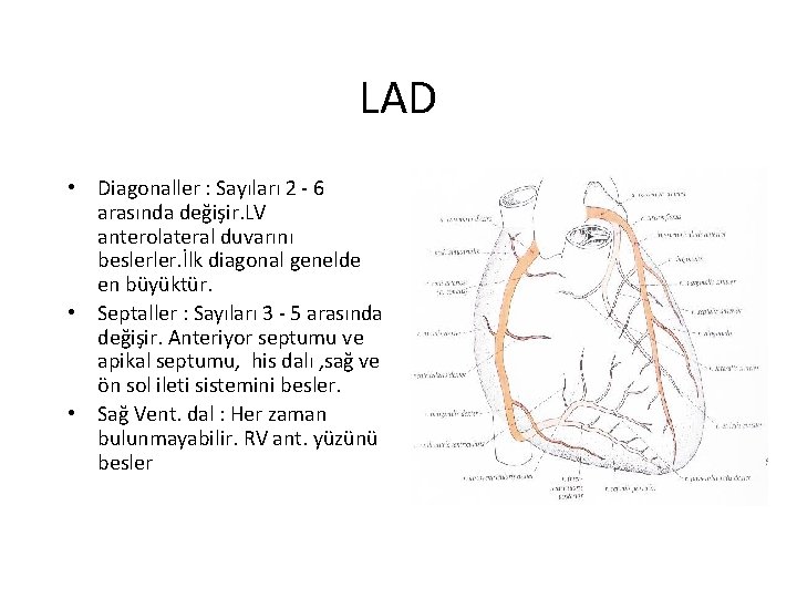 LAD • Diagonaller : Sayıları 2 - 6 arasında değişir. LV anterolateral duvarını beslerler.