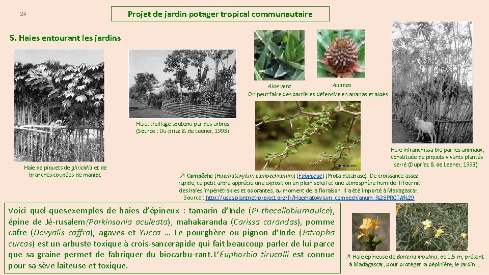 24 Projet de jardin potager tropical communautaire 5. Haies entourant les jardins Ananas Aloe