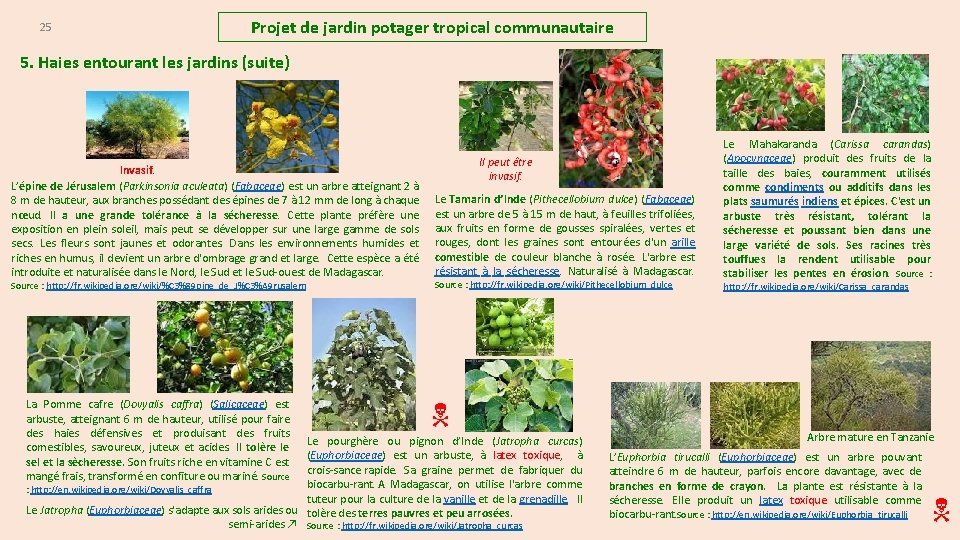 25 Projet de jardin potager tropical communautaire 5. Haies entourant les jardins (suite) Invasif.