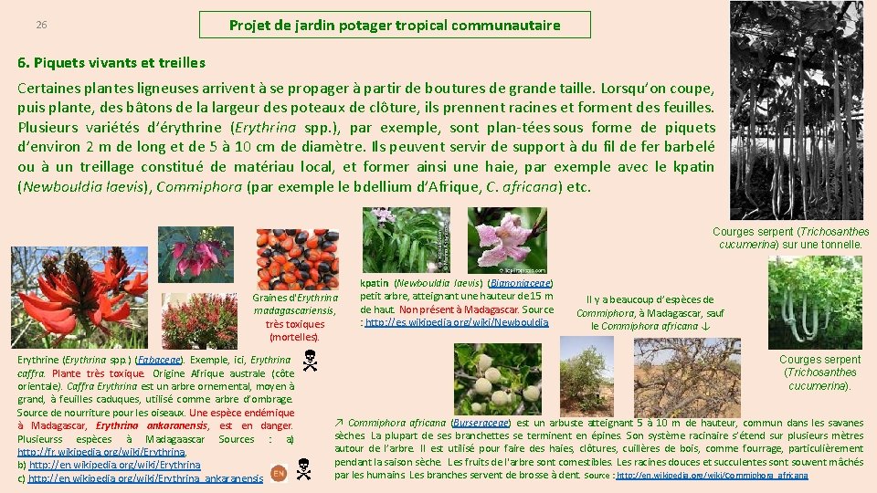 26 Projet de jardin potager tropical communautaire 6. Piquets vivants et treilles Certaines plantes