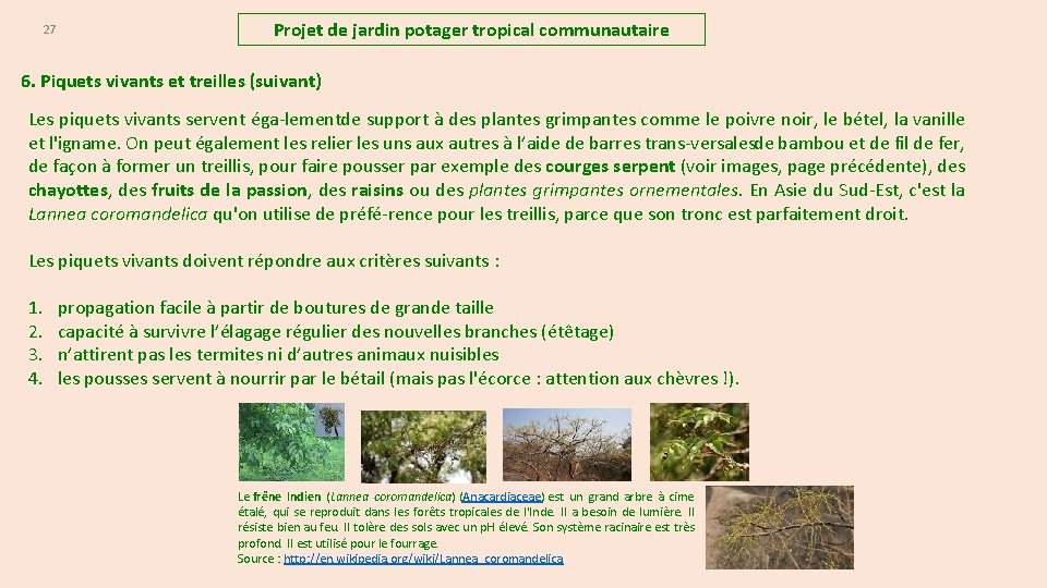 27 Projet de jardin potager tropical communautaire 6. Piquets vivants et treilles (suivant) Les