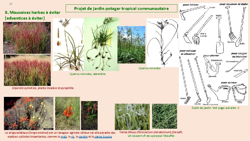 29 8. Mauvaises herbes à éviter (adventices à éviter) Projet de jardin potager tropical