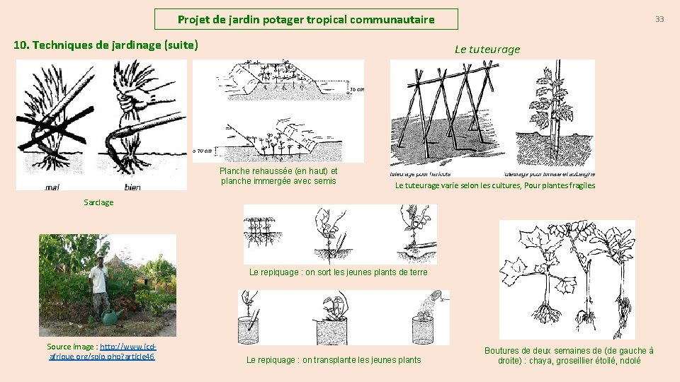 Projet de jardin potager tropical communautaire 10. Techniques de jardinage (suite) 33 Le tuteurage