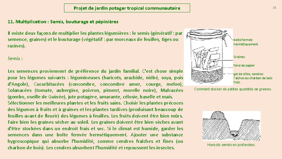 Projet de jardin potager tropical communautaire 34 11. Multiplication : Semis, bouturage et pépinières