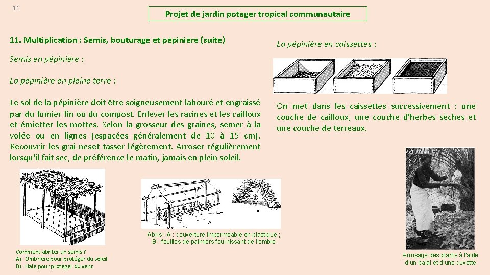 36 Projet de jardin potager tropical communautaire 11. Multiplication : Semis, bouturage et pépinière