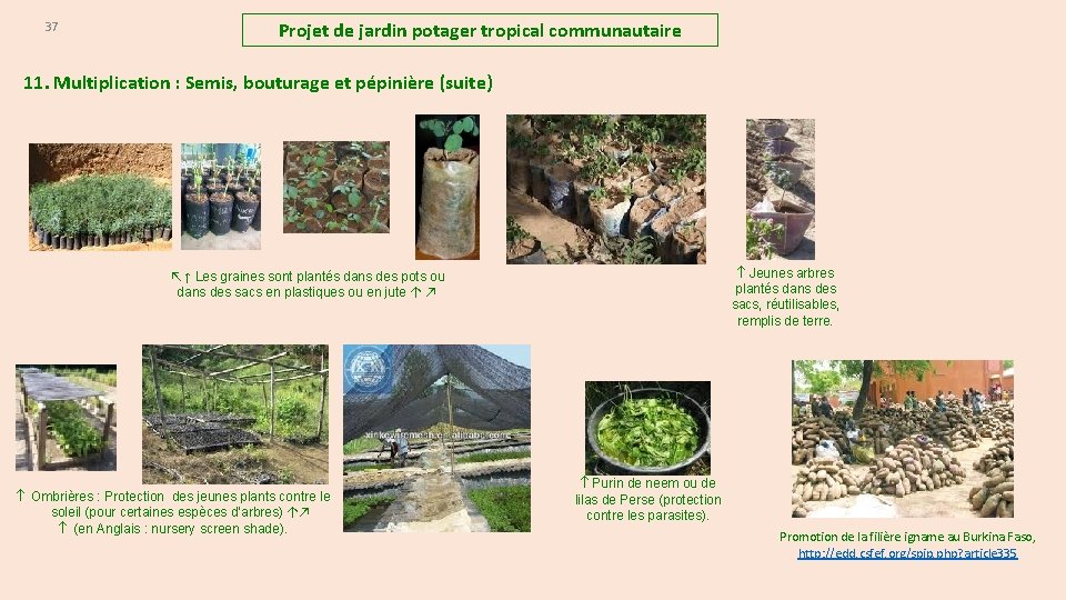 37 Projet de jardin potager tropical communautaire 11. Multiplication : Semis, bouturage et pépinière