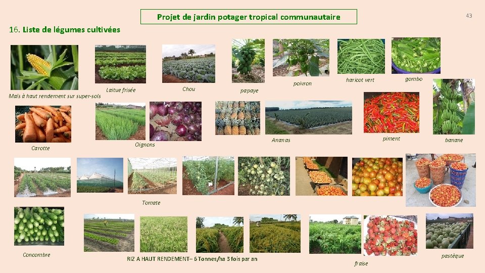 Projet de jardin potager tropical communautaire 43 16. Liste de légumes cultivées Maïs à