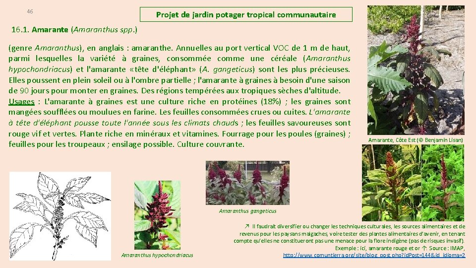 46 Projet de jardin potager tropical communautaire 16. 1. Amarante (Amaranthus spp. ) (genre